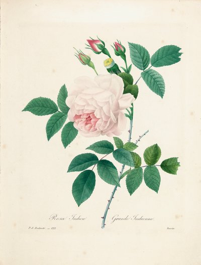 Rosa Indica, grabado por Bessin, de 